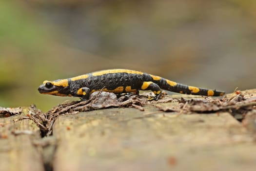 Fire Salamander (Salamandra salamandra)