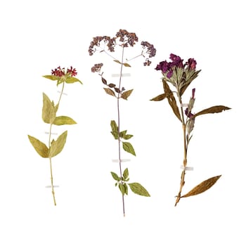 Set of herbarium wild dry pressed flowers and leaves, isolated