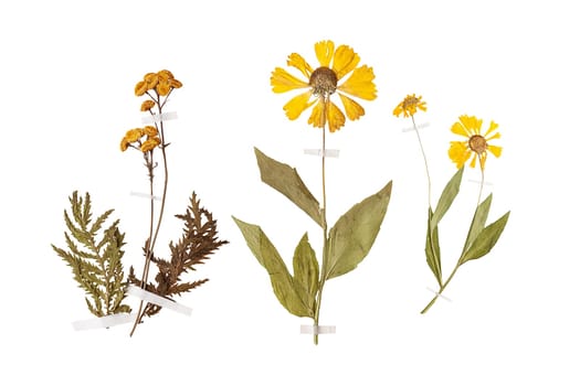 Set of herbarium wild dry pressed flowers and leaves, isolated