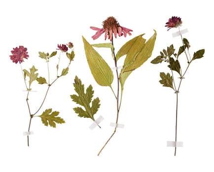 Set of herbarium wild dry pressed flowers and leaves, isolated