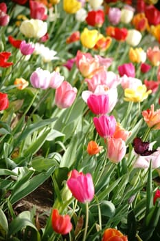 An agricultural field of colorful and colorful tulips.