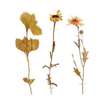 Set of herbarium wild dry pressed flowers and leaves, isolated