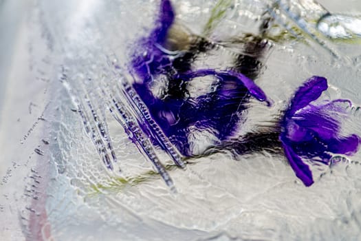 flowers in ice