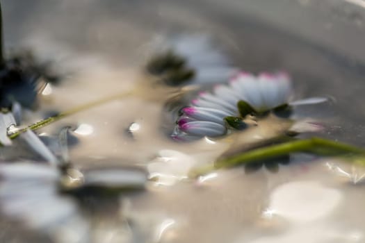 flowers in ice