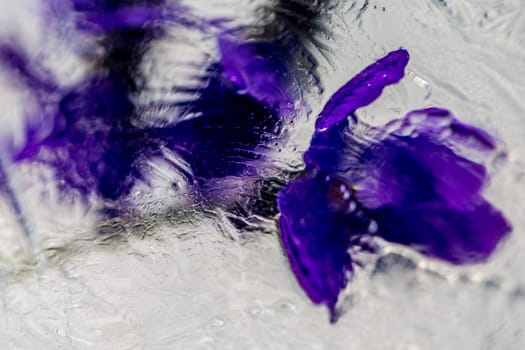flowers in ice