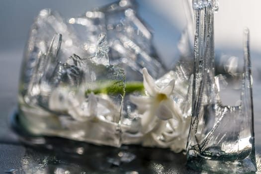 flowers in ice