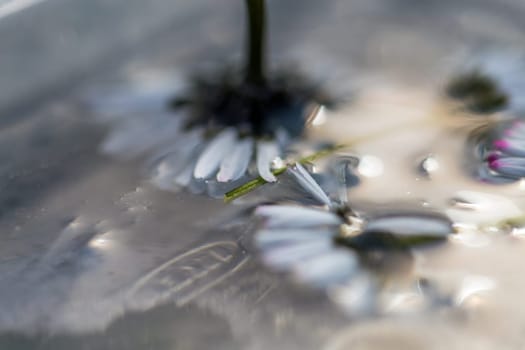 flowers in ice