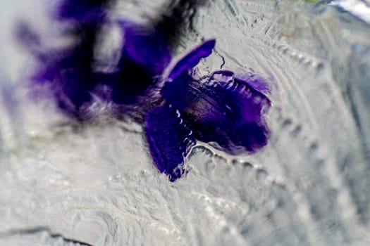 flowers in ice