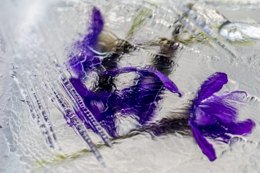 flowers in ice