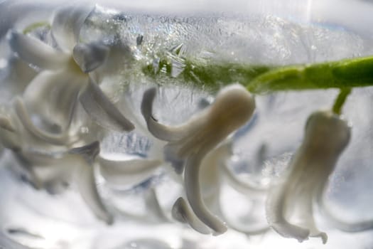 flowers in ice