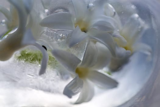 flowers in ice