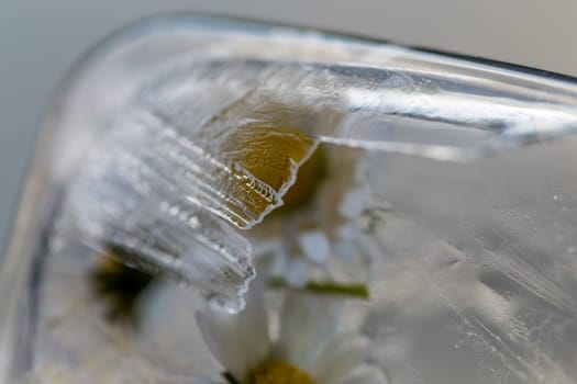 flowers in ice