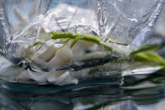 flowers in ice