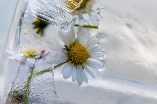 flowers in ice