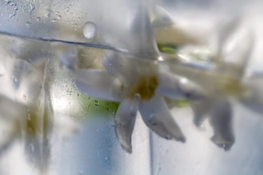 flowers in ice