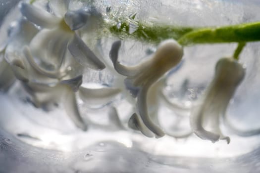 flowers in ice
