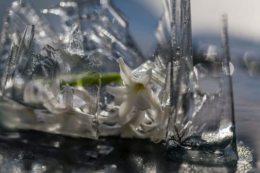 flowers in ice