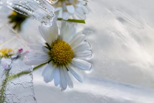 flowers in ice