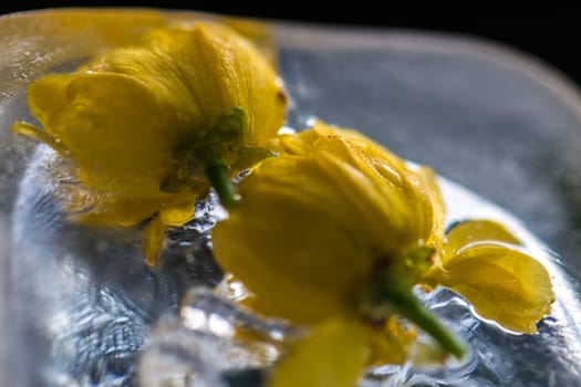 flowers in ice