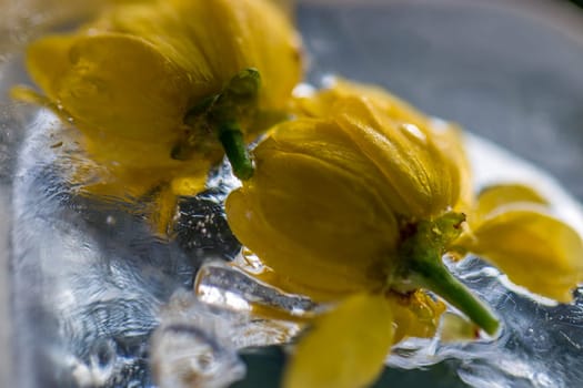 flowers in ice
