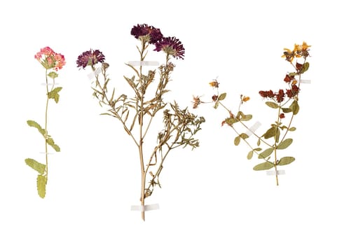 Set of herbarium wild dry pressed flowers and leaves, isolated