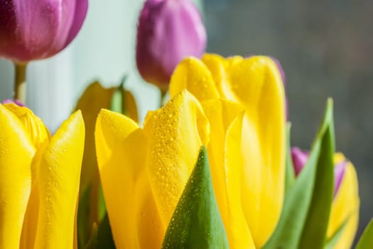 beautiful wet yellow and violet spring tulips in sunlight