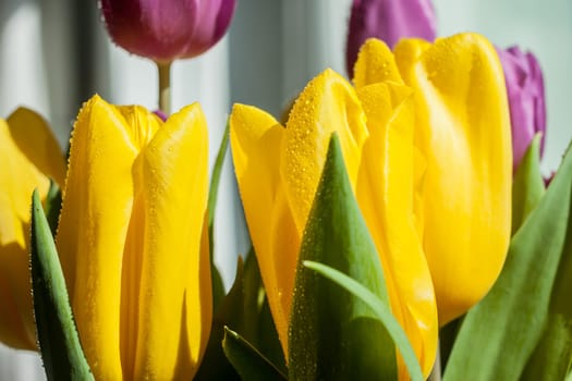 beautiful wet yellow and violet spring tulips in sunlight