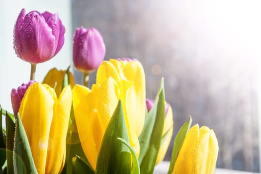 beautiful wet yellow and violet spring tulips in sunlight
