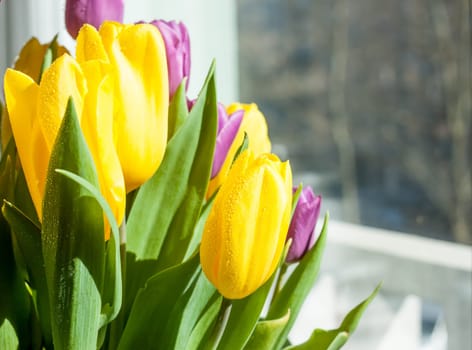 beautiful wet yellow and violet spring tulips in sunlight