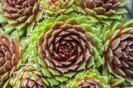 beautiful geometric green succulent can be background top view