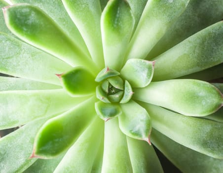 beautiful geometric green succulent can be background top view