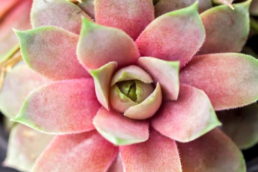 beautiful geometric pimk and green succulent top view