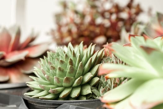 beautiful geometric set of succulents in garden can be background