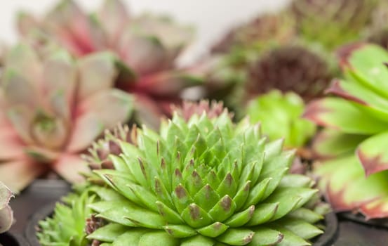 beautiful geometric set of succulents in garden can be background
