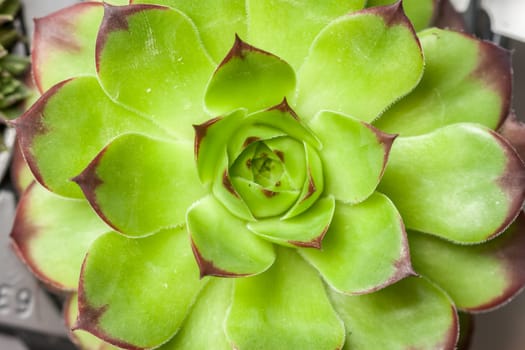 beautiful geometric green succulent can be background top view