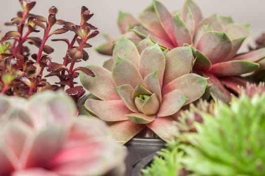 beautiful geometric set of succulents in garden can be background