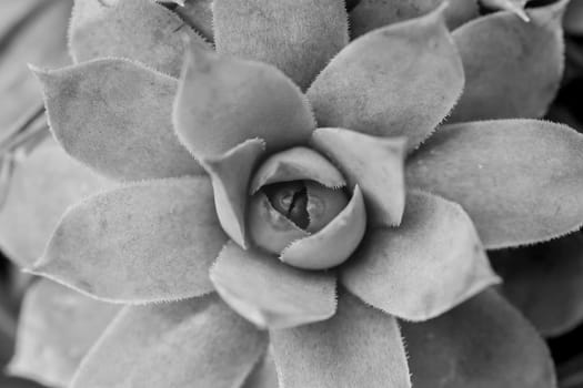 beautiful geometric black and white succulent top view