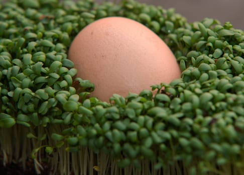 close up on egg in the cress on dark background