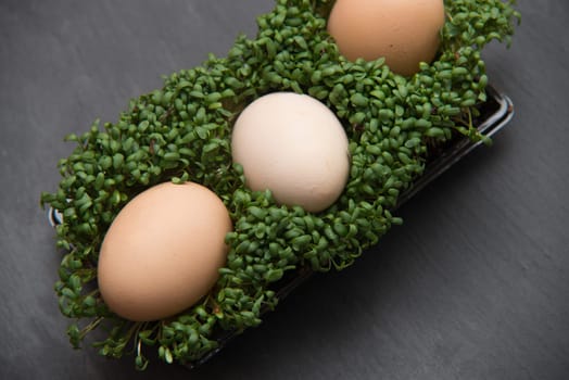 close up on egg in the cress on dark background