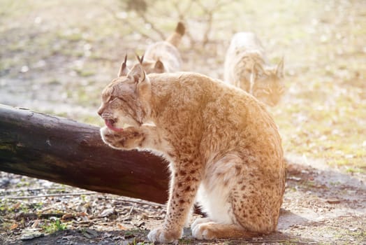 close up on lynx in the forest
