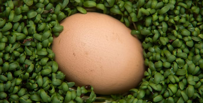 close up on egg in the cress on dark background