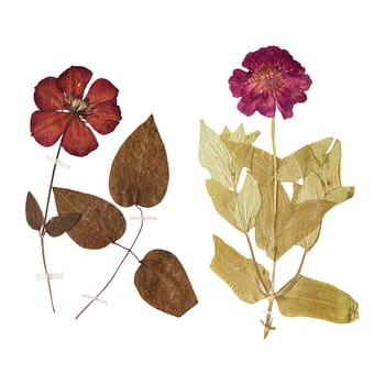 Set of herbarium wild dry pressed flowers and leaves, isolated