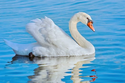 White Swan on the Lake