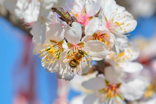 Bee Collects Pollen from the Flower