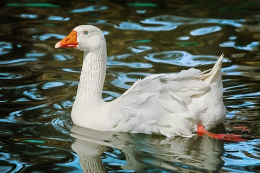 White Goose on the Lake