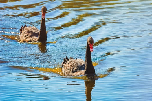 Pair of Black Swans Swims on the Pond