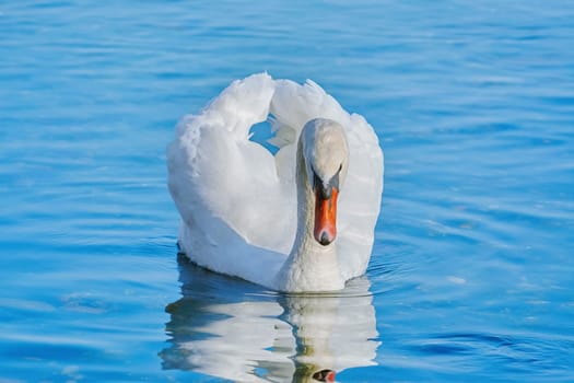 White Swan on the Lake