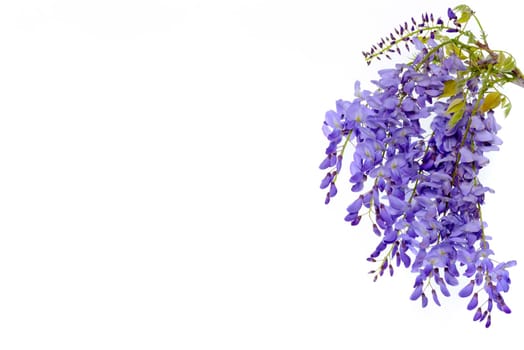 Wisteria flowers, green leaves border for an angle of page over a white background. decorative element
