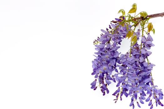 Wisteria flowers, green leaves border for an angle of page over a white background. decorative element