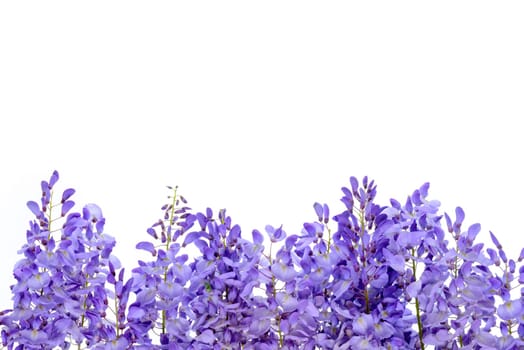Wisteria flowers, green leaves border for an angle of page over a white background. decorative element